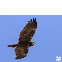 گونه سنقر تالابی Western Marsh Harrier